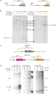 ComWΔ6 Stimulates Transcription of Pneumococcal Competence Genes in vitro